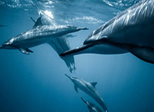 旺财28登录-噩耗！汤普森右脚跟腱撕裂 确认新赛季将会报销